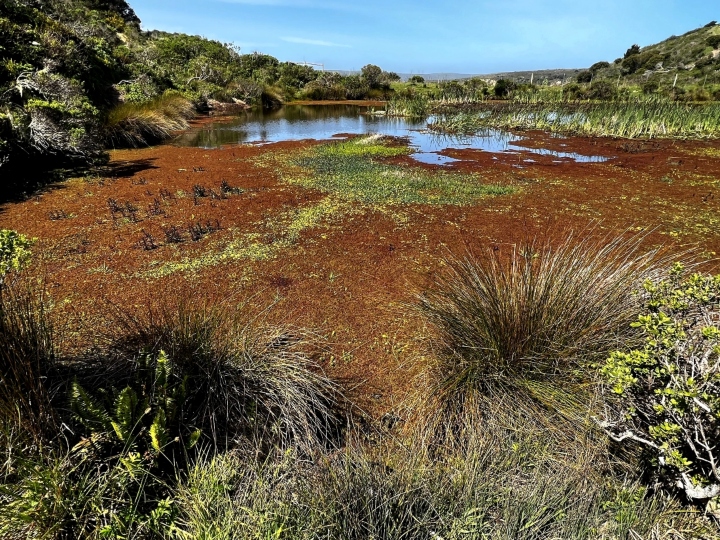 Herp Habitat